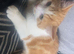 3 Beautiful Kittens