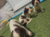 Cocker spaniel puppies