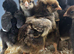 Gold Laced Wyandotte Large Fowl Hatching eggs