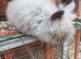 Male Lionhead