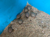 Chinese painted quail eggs