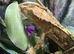 Adult male crested gecko