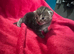 Kittens for sale.
