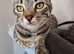 Beautiful Tabby Girl