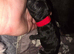 3 girls and 1 boy Paterdale Terriers for sale