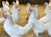 Coloured hybrid hens at pol
