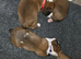 Beautiful red and white boxer puppies