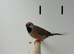 Finches