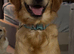 Beautiful Girl for Rehome
