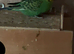 3 male budgies