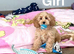 Beatrice litter of apricot cockapoo girls and boys