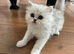 Persian chinchilla pure kittens for sale x3 males
