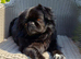 Teddybear pugs ready 18th October