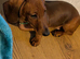 Miniature dachshund puppies