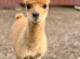 Male Alpaca Cria For Sale