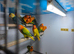 Fisher Lovebirds