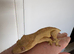 Female crestie