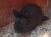 Pair of Netherland dwarf bunnies
