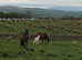 Buckskin filly  and a palamino filly