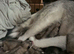 6 puppies