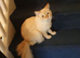 Lovely red flame point female