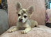 Frenchie puppies