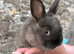 Ready now! Angora x Netherland dwarf