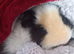2 guinea pigs for sales