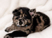 Reduced - CHOW SHEPHERDS READY NOW