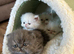 BEAUTIFUL PERSIAN KITTENS &ndash; READY 14 SEPTEMBER ️