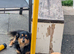 Black n tan Chihuahua long coat