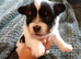 Puppies