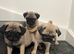 Pug puppies