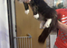 Maine coon