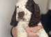 Beautiful full show cocker spaniels