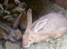 PURE Continental Giants - White Eared - Vaccinated 3 in 1 - RESERVE