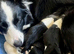 READY NOW - The prettiest Border Collies you will see today
