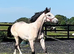 "HULK Irish Draught x Cob " Dun Gelding Showing Horse