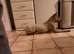 Thai Ridgeback (NOT a mongrel)