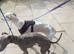 Whippets crossed Italian greyhound