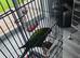 Rainbow lorikeet
