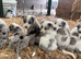 Stunning litter of Blue merle & black/white collies