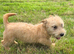 Two Glen of amaal Terriers pups