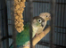 Mature Pair GCConures