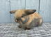 Beautiful baby mini lop