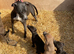 Beautiful Litter of 8 Week Old Lurcher Puppies