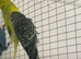 Budgies