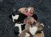 Stunning shihtzu puppies 5 girls £995