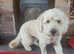 Beautiful labradoodle stud