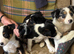 5 tri colour and blue Merle border collies looking for lovely homes